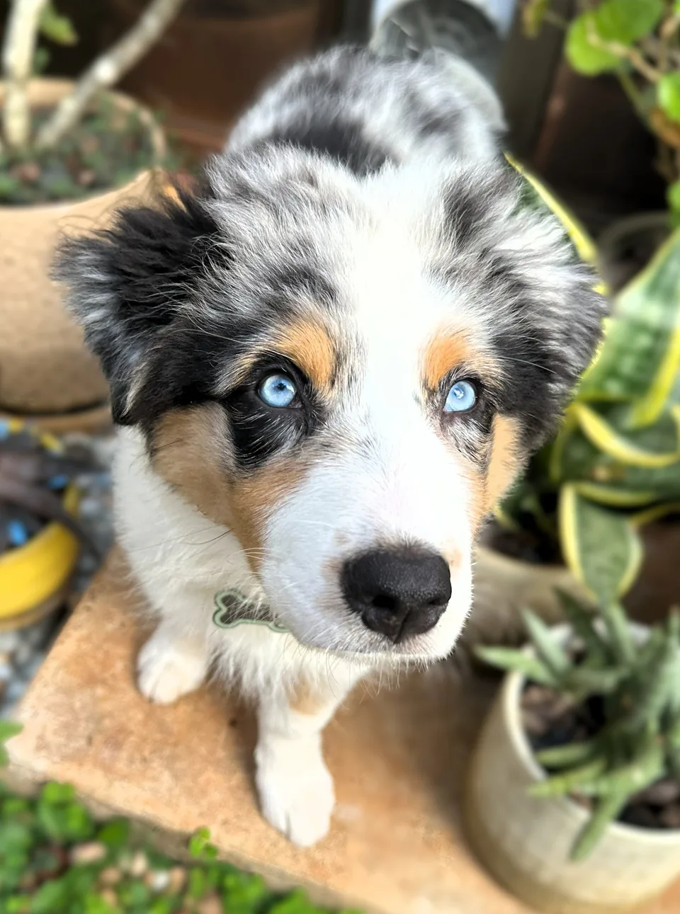 Kairi as a puppy in a lush garden